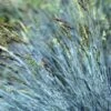 Festuca Glauca -Perfect Greenery FEST T64130 A h