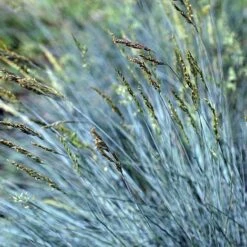 Festuca Glauca