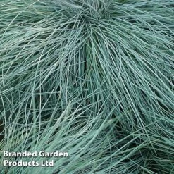 Colourful Ornamental Grass Collection -Perfect Greenery FEST GLAUCA W48105