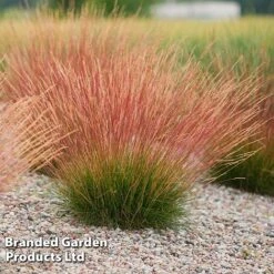 Festuca 'Sunrise' -Perfect Greenery FEST SUNRISE H40759