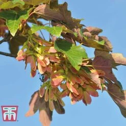 Field Maple (Hedging) -Perfect Greenery FIEL 70261 A