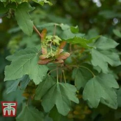 Field Maple (Hedging) -Perfect Greenery FIEL 70261 B