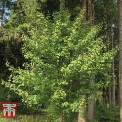 Field Maple (Hedging) -Perfect Greenery FIEL 70261 E