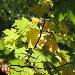 Field Maple (Hedging) -Perfect Greenery FIEL 70261 G
