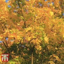Field Maple (Hedging) -Perfect Greenery FIEL 70261 H