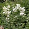 Filipendula Ulmaria -Perfect Greenery FILI T78159 A h