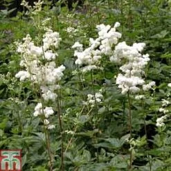 Filipendula Ulmaria