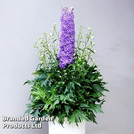 Delphinium 'Delgenius Breezin' 3 Delphinium 'Delgenius Breezin'