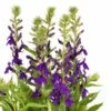 Lobelia 'Starship Blue' -Perfect Greenery FLSLOB38259