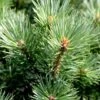 Pinus Sylvestris 'Watereri' 2 Pinus Sylvestris 'Watereri' -Perfect Greenery FLSPIN34891
