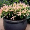 Weigela All Summer Peach 2 Weigela All Summer Peach -Perfect Greenery FLSWEI34239