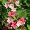 Weigela Carnaval -Perfect Greenery FLSWEI38001