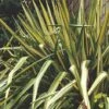 Yucca Filamentosa Color Guard -Perfect Greenery FLSYUC22226
