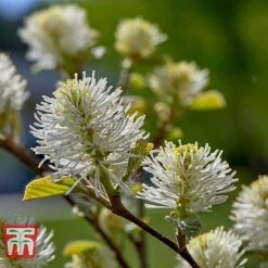 Fothergilla Major -Perfect Greenery FORS T62045 B