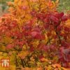 Fothergilla Major -Perfect Greenery FORS T62045 C