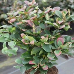 Fothergilla Major -Perfect Greenery FOTH T62045 A h