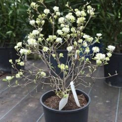 Fothergilla Major -Perfect Greenery FOTH T62045 B h