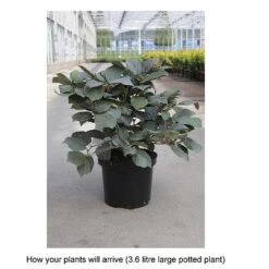 Fothergilla X Intermedia 'Blue Shadow' -Perfect Greenery FOTH T67931 A h