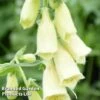 Foxglove Grandiflora Carillon -Perfect Greenery FOXG KA5145 A