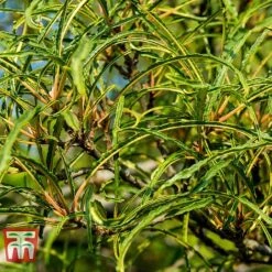 Rhamnus Frangula 'Asplenifolia' -Perfect Greenery FRAN T66222 B