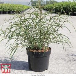 Rhamnus Frangula 'Asplenifolia' -Perfect Greenery FRAN T66222 D