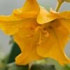 Fremontodendron Californicum 1 Fremontodendron Californicum -Perfect Greenery FREMONTODENDRON CALIFORNIA GLORY 9567