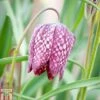 Fritillaria Meleagris 2 Fritillaria Meleagris -Perfect Greenery FRIT T78161 A h