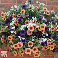 Fruit Salad Pre-Planted Basket -Perfect Greenery FRUI TKA1211 B1