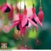 Fuchsia 'Riccartonii' (Hardy) -Perfect Greenery FUCH TKA5317 A