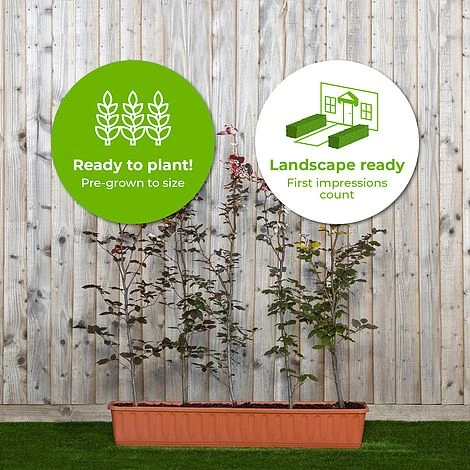 Copper Beech Instant Trough Hedge 1m (pre-grown) 4 Copper Beech Instant Trough Hedge 1m (pre-grown) - Image 2