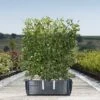 Beech Ready Bag Instant Hedge 1m (pre-grown) -Perfect Greenery Fagus20sylvatica20copy
