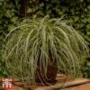 Carex 'Feather Falls' 2 Carex 'Feather Falls' -Perfect Greenery Feather
