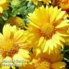 Gaillardia Aristata African Sunset -Perfect Greenery GAIL 64142 A
