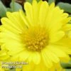 Gaillardia Aristata Mesa Yellow -Perfect Greenery GAIL 64156 A