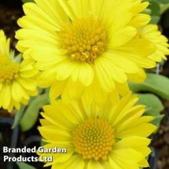 Gaillardia Aristata Mesa Yellow -Perfect Greenery GAIL 64156 C