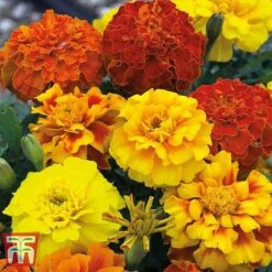 Garden Ready Bedding Collection -Perfect Greenery GARD KB3128 B