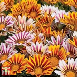 Garden Ready Bedding Collection -Perfect Greenery GARD KB3128 C