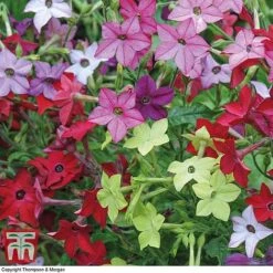 Garden Ready Bedding Collection -Perfect Greenery GARD KB3128 E