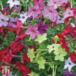 Garden Ready Bumper Collection -Perfect Greenery GARD KB3132 D