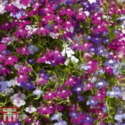 Garden Ready Bumper Collection -Perfect Greenery GARD KB3132 F