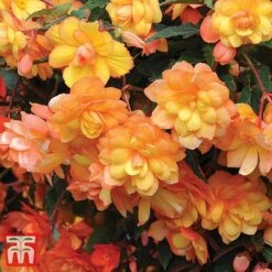 Garden Ready Bumper Collection -Perfect Greenery GARD KB3132 G