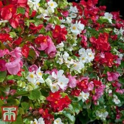 Garden Ready Bumper Collection -Perfect Greenery GARD KB3132 H