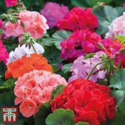 Garden Ready Bumper Collection -Perfect Greenery GARD KB3132 J