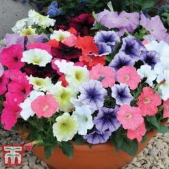 Garden Ready Bumper Collection -Perfect Greenery GARD KB3132 K