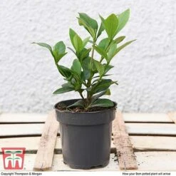 Gardenia 'Crown Jewels' -Perfect Greenery GARD P94550 D1