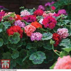 Garden Ready Container Collection -Perfect Greenery GARD T57590P C