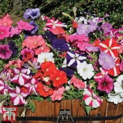 Garden Ready Container Collection -Perfect Greenery GARD T57590P D