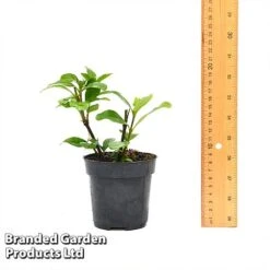 Gardenia 'Crown Jewels' -Perfect Greenery GARD CROWNJ9CM T44317