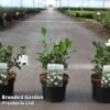 Gardenia Jasminoides 'Double Diamonds' -Perfect Greenery GARD DBLDIAMON S45653