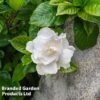 Gardenia Jasminoides 'Double Mint' 1 Gardenia Jasminoides 'Double Mint' -Perfect Greenery GARD DOUBLEMIN L44987